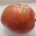 Ovoce a zelenina: <i>Magnifera magnifica</i> (mango nádherné) <i>Anacardiaceae</i>