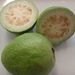Ovoce a zelenina: <i>Psidium guajava</i> (kvajava hruškovitá) <i>Myrtaceae</i>2