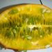 Ovoce a zelenina: <i>Cucumis metuliferus</i> (ostnitá okurka, kiwano) <i>Cucurbitaceae</i>2