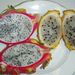 Ovoce a zelenina: <i>Hylocereus undulatus</i> (pitahaja) <i>Cactaceae</i>5