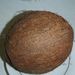 Ovoce a zelenina: <i>Cocos nucifera</i> (palma kokosová) <i>Arecaceae</i>1