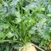 Ovoce a zelenina: <i>Apium graveolens</i> (miřík celer) <i>Apiaceae</i>