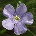 Květ <i>Linum austriacum</i>