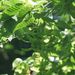 Plodenství <i>Carpinus betulus</i>