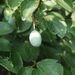 Plod - peckovice <i>Prunus domestica</i>