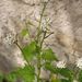 Plod - šešule <i>Alliaria petiolata</i>