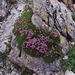Silene acaulis (silenka bezlodyžná), Caryophyllaceae