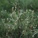 Plantago arenaria (jitrocel písečný), Plantaginaceae