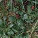 Salix reticulata (vrba síťnatá), Salicaceae