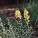 Linaria vulgaris (lnice květel), Scrophulariaceae