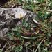 Dryas octopetala (dryádka osmiplátečná), Rosaceae