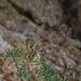 Poa alpina (lipnice alpínská), Poaceae