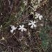Dianthus arenarius (hvozdík písečný), Caryophyllaceae
