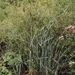 Cladium mariscus (mařice pilovitá), Cyperaceae