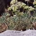 Crithmum maritimum, Apiaceae - detail