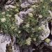 Crithmum maritimum, Apiaceae