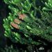 Erica scoparia ssp. platycodon (vřesovec metlovitý), Ericaceae