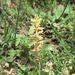 Orobanche sp. (záraza), Orobanchaceae
