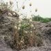 Lagurus ovatus (zaječí ocásek vejčitý), Poaceae