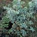 Eryngium maritimum (máčka přímořská), Apiaceae