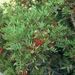 Pistacia lentiscus (pistácie lentyšek), Anacardiaceae