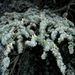 Cedrus atlantica (cedr atlantský), Pinaceae – detail