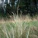 Elymus arenarius („dunová tráva“), Poaceae