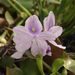 Eichhornia crassipes („vodní hyacint“), Pontederiaceae