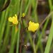 Utricularia cf. australis (bublinatka jižní), Lentibulariaceae – květ