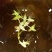 Lemna trisulca (okřehek trojbrázdý), Lemnaceae