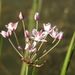 Butomus umbellatus (šmel okoličnatý), Butomaceae – květenství