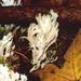 Clavulina cristata (Fr.) Schroeter