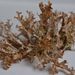 Cetraria islandica – pukléřka islandská
