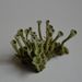 Cladonia fimbriata – dutohlávka třásnitá