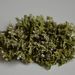 Cladonia foliacea – dutohlávka listovitá