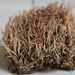 Cladonia gracilis – dutohlávka štíhlá