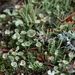 Cladonia chlorophaea – dutohlávka hnědozelená