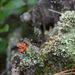 Cladonia incrassata – dutohlávka rašelinná