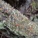 Cladonia macilenta – dutohlávka vyzáblá