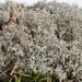 Cladonia rangiferina – dutohlávka sobí