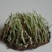 Cladonia subulata – dutohlávka šídlovitá