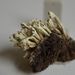 Cladonia sulphurina – dutohlávka sírová