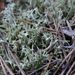Cladonia uncialis – dutohlávka hvězdovitá