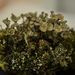 Cladonia verticillata – dutohlávka přeslenitá