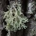 Evernia prunastri – větvičník slívový