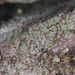 Trapeliopsis granulosa – změnověnka zrnitá