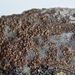Acarospora fuscata – drobnovýtruska hnědavá