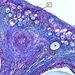 Pohlavní soustava: vaječník – primární folikuly