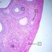 Pohlavní soustava: vaječník – sekundární folikuly