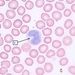 Krev: leukocyty - monocyt